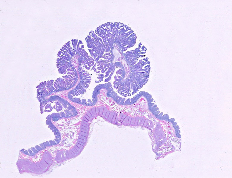Path Image